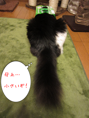 GlgmQwpTZeQlvOG1373265816_1373266057.png