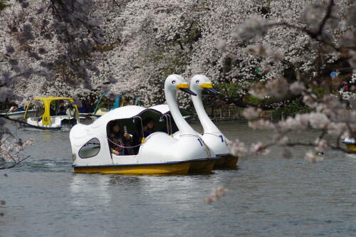 井の頭恩賜公園の桜