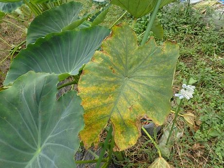 サトイモの収穫時期 葉山野菜栽培記 10月上旬 暇人主婦の家庭菜園 楽天ブログ