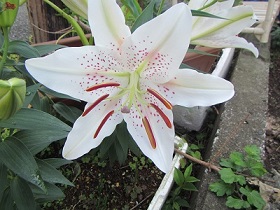 花３ユリ.jpg