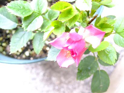 DSCF2851.jpg