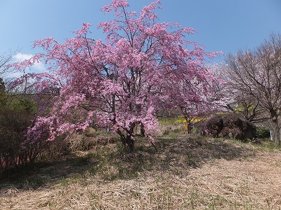 20140409矢倉沢桜？1