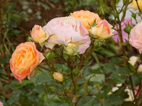 DSCN3913.JPG