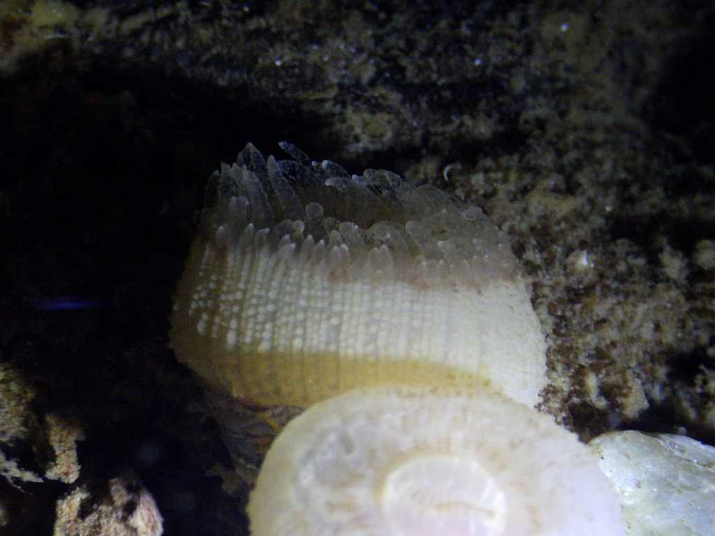 センスガイ科の一種（Flabellidae sp.）3　深海性サンゴ　四国産