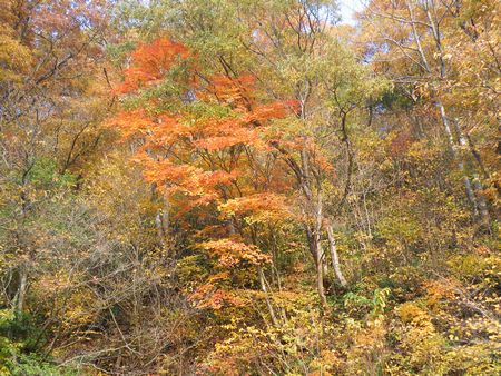 DSCF8460-450.jpg