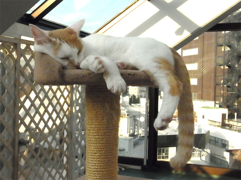 昼寝ねこ.jpg