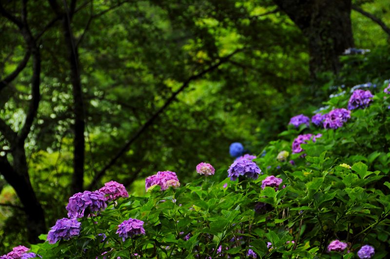 七曲の紫陽花_06.jpg
