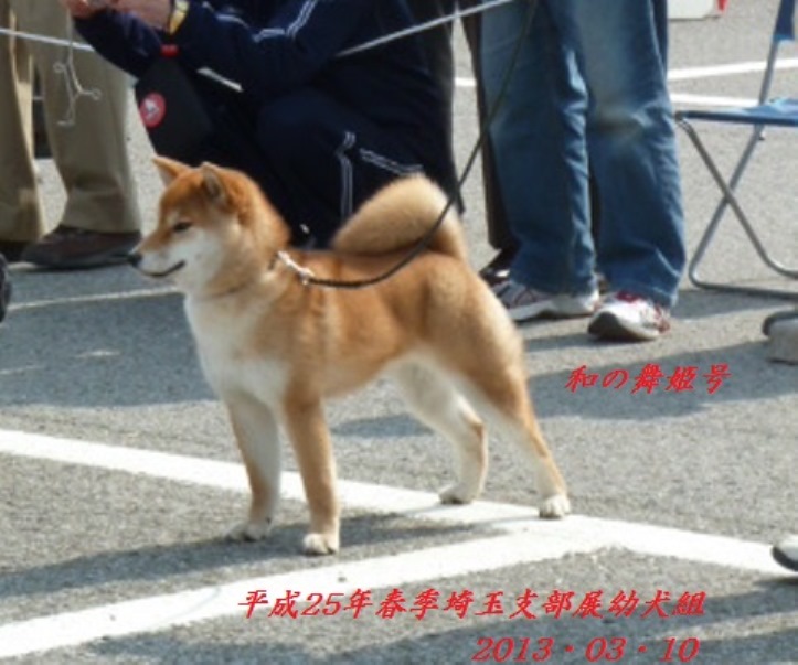 幼犬