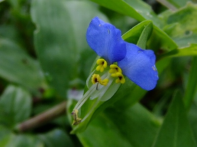 DSCF1075.jpg