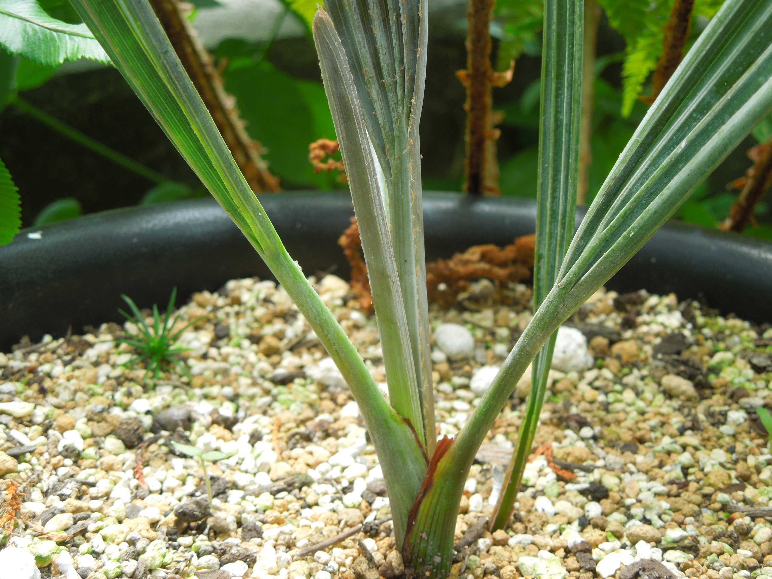 ビスマルキア・ノビリス・シルバー(Bismarckia nobilis silver ビスマルキア・ノビリス・シルバー(Bismarckia nobilis silver