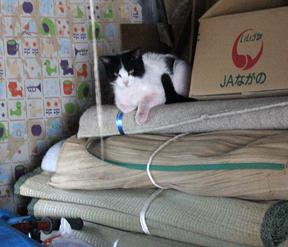 我が家のニャンコ♪2014/05/18-3