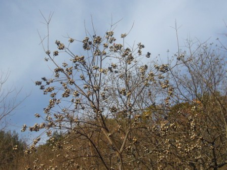 P1150714（ナンキンハゼ）.jpg