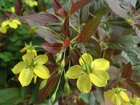 リシマキア・ファイヤークラッカー