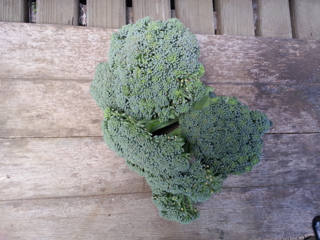 20131208ブロッコリー.jpg