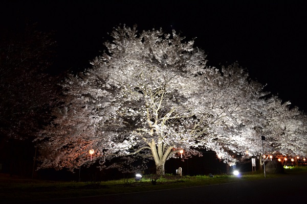 夜桜