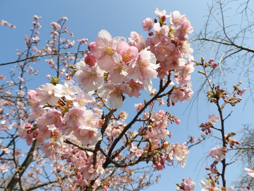 まつだ桜まつり