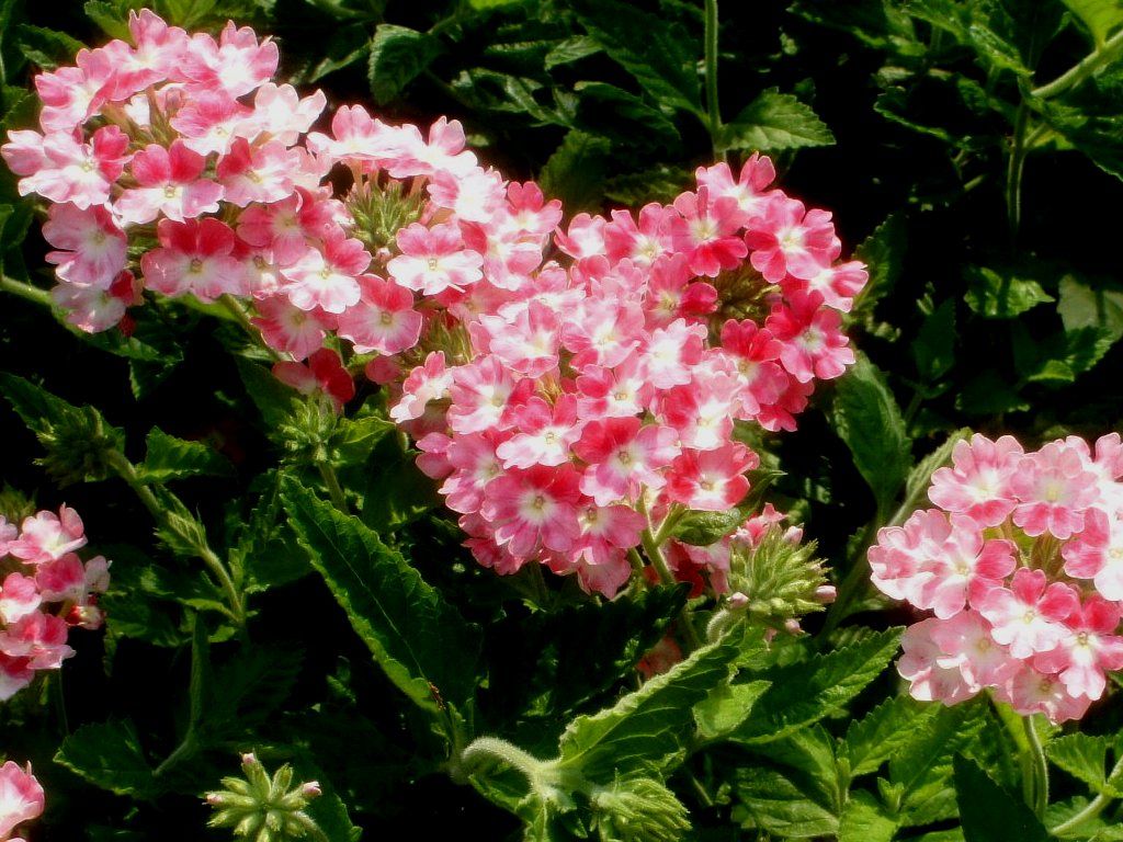 美女桜 Isamuの写真俳句 四季の森空間 楽天ブログ