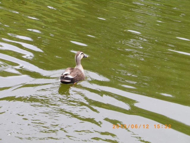 IMGP0884 (640x480).jpg