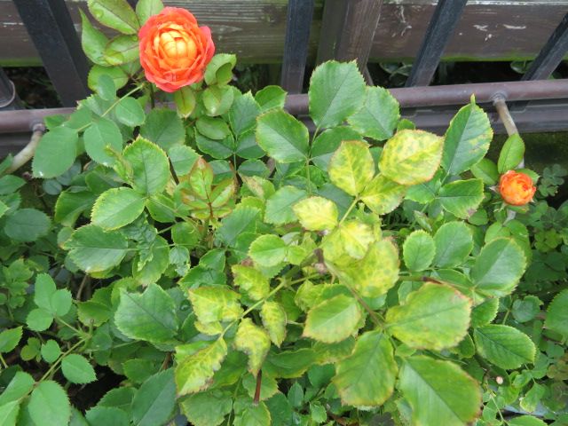 長雨の後のバラの葉の黄変と黒点 ステンドグラスの台風対策ｄｉｙ ばぁばの薔薇の花園 楽天ブログ