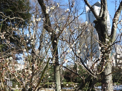 小石川後楽園にて