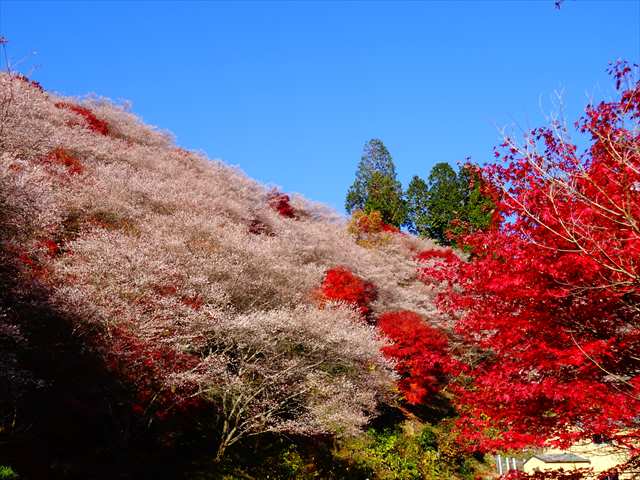 DSC08477_R.JPG