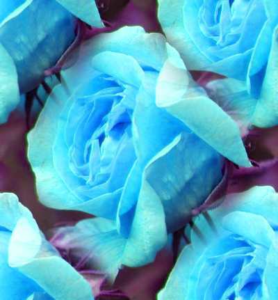 Colorful-Roses-roses-11400411-400-431.jpg