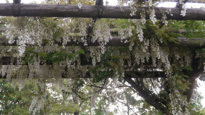 藤　5.9　2014
