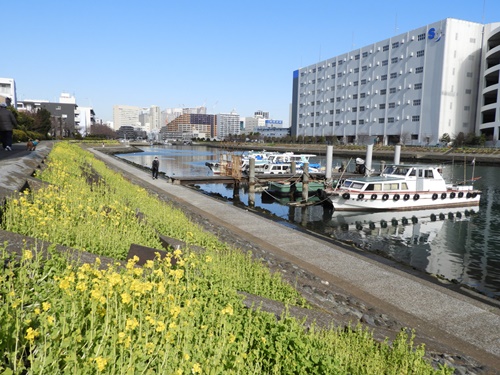 しながわ花海道にて