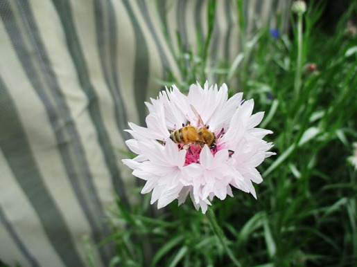 IMG_2831花と虫ブログ.jpg