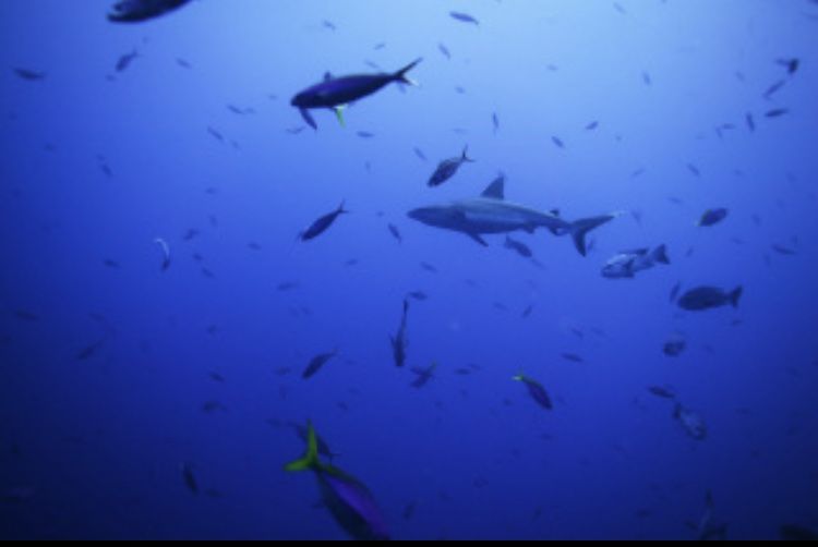 オロシザメ もち肌のサメ子 がお届けするサメのトリビア 楽天ブログ