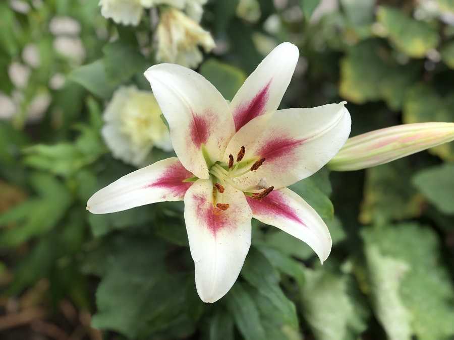 ユリの開花 ダブルカサブランカ こと ホワイトアイズ 今日のできごと 楽天ブログ