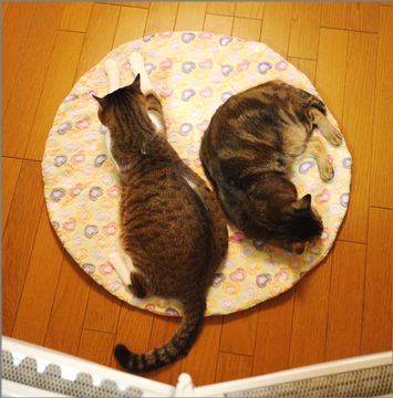 あたたまるためなら仕方ない