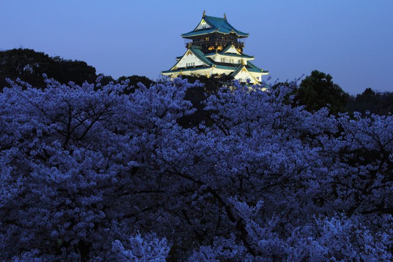 大阪城夜桜_4.jpg