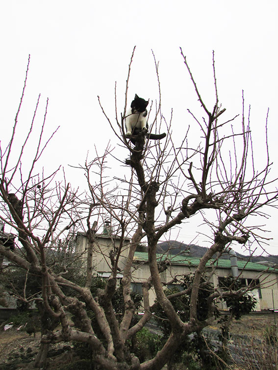 我が家のニャンコ♪2015/2/21-4