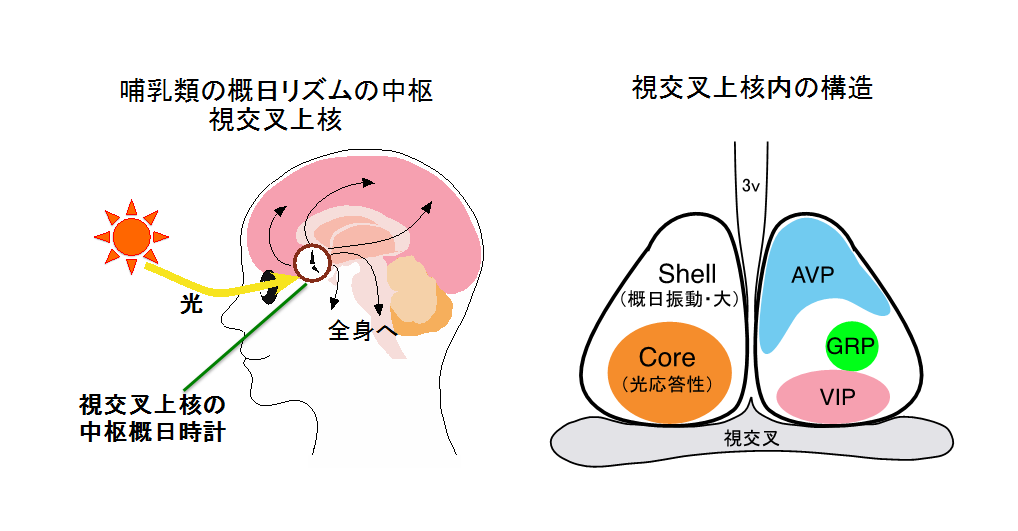 早寝早起き朝ごはん ヾ ー ノおはよう 本当の美しさを求めてーかぐや治療院 楽天ブログ