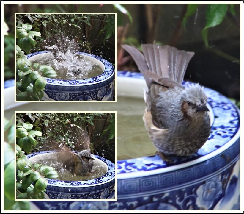 鳥の水浴び 光と風のそよぎ 鳳英 楽天ブログ