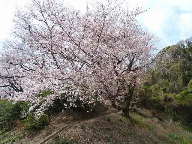 桜満開　平成24年4月 10