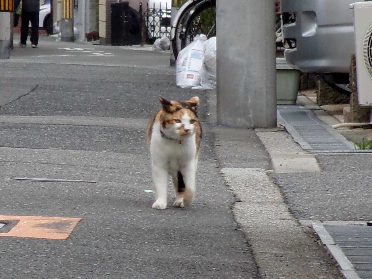 さくらにロックオンされました の巻 人さまのネコ 楽天ブログ