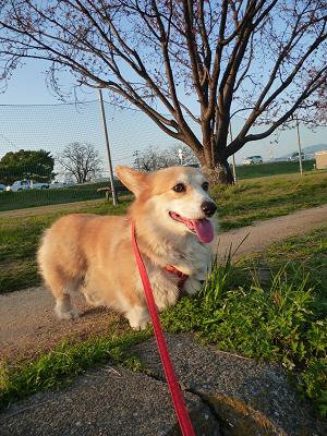 かりん3