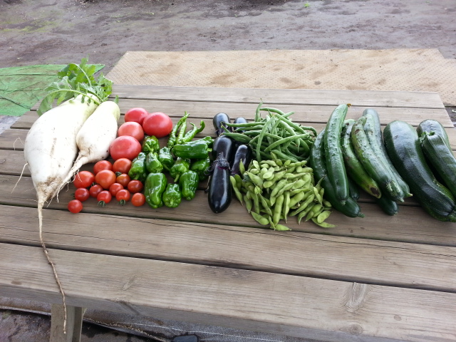 20140621収穫.jpg