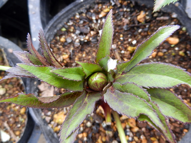 DSCN1148.JPG