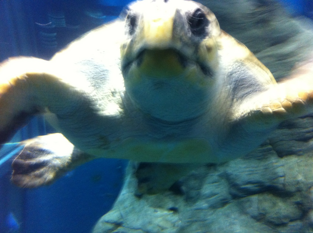 ウミガメがカギなのだ。