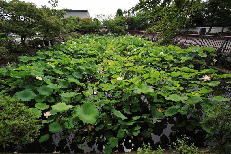 天龍寺蓮池_02.jpg
