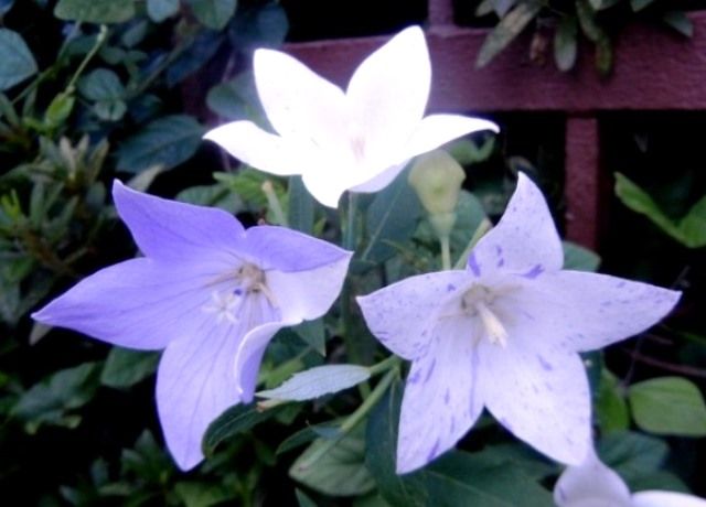 青紫色 白色 青白の縞模様と咲き分けている桔梗 花と蕎麦とリハビリと 楽天ブログ