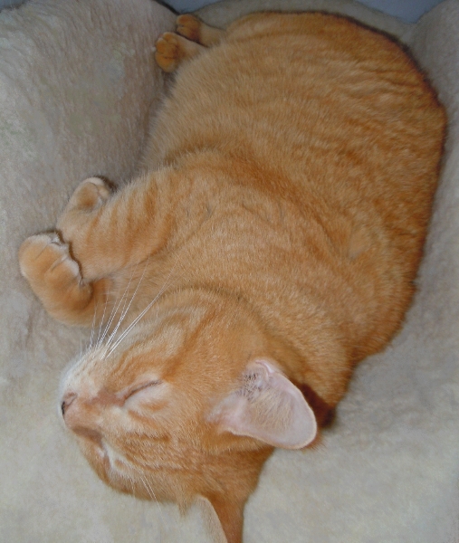 DSCN9842 (507x600).jpg