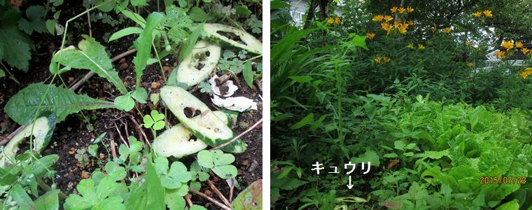 ７／２２キュウリを食べて出発.jpg