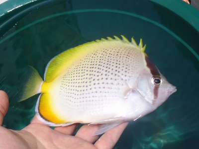沖縄深海魚採集2013年4月12　コクテンカタギ（Chaetodon guentheri）