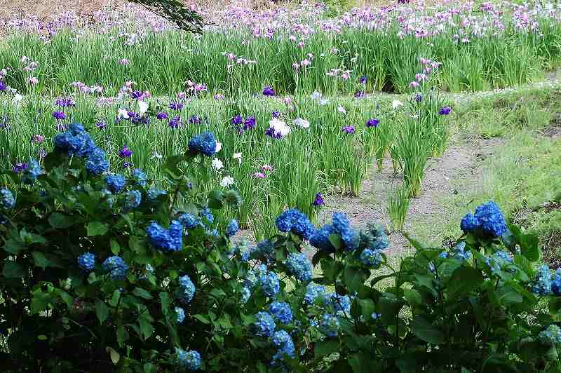 IMG_1895 (800x532).jpg