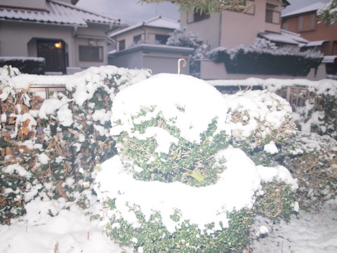 雪-イヌツゲ