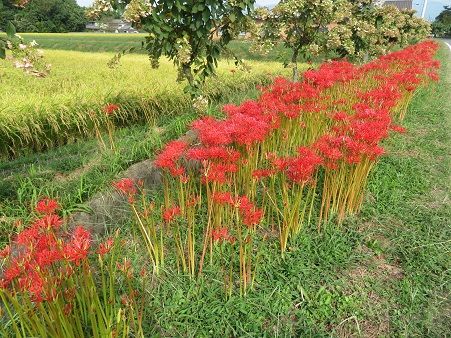 ヒガンバナ巡り そばの花 ドライフラワーリース教室 静かな時が流れる 風の庭 楽天ブログ